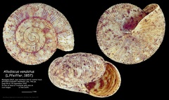 Allodiscus venulatus image