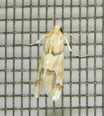 Pseudoschinia elautalis