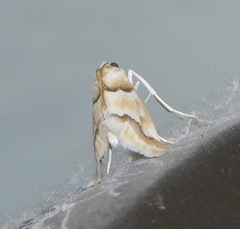 Pseudoschinia elautalis