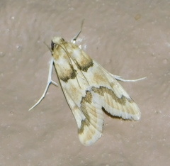 Pseudoschinia elautalis