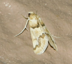 Pseudoschinia elautalis