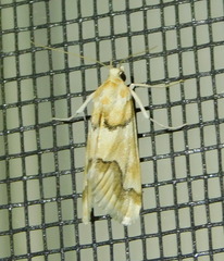 Pseudoschinia elautalis