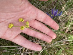 Lomatium bradshawii