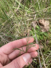Lomatium bradshawii