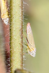 Graphocephala aurora