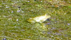 Pelophylax epeiroticus
