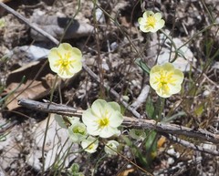 Hesperomecon linearis