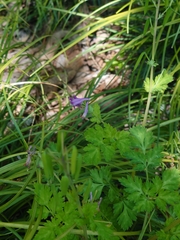 Corydalis incisa