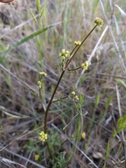 Sanicula bipinnata