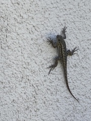 Sceloporus occidentalis