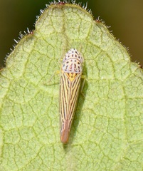 Graphocephala aurora
