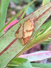 Sparganothis vocaridorsana