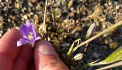 Brodiaea terrestris