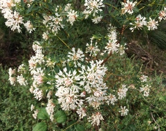 Pimelea preissii