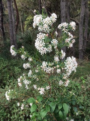 Pimelea preissii