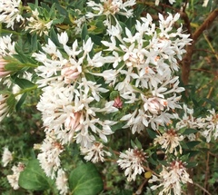 Pimelea preissii