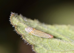 Graphocephala aurora