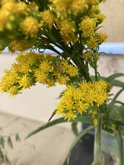 Solidago confinis