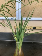 Juncus phaeocephalus