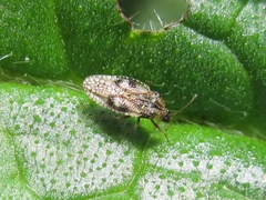 Dictyla nassata