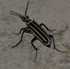 Epicauta atrivittata