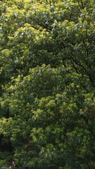 Schima superba kankaoensis