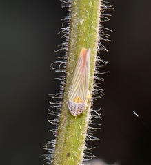 Graphocephala aurora