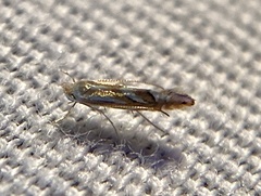 Phyllonorycter ostryaefoliella