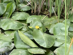 Nuphar pumila