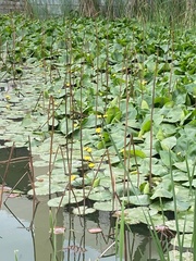Nuphar pumila