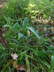 Disporum sessile