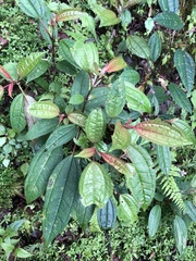 Pilea funkikensis