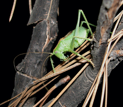 Cyrtophyllicus chlorum