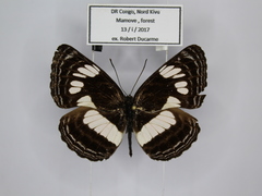 Neptis nigra