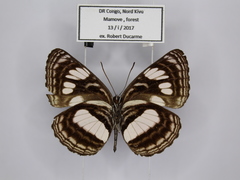 Neptis nigra