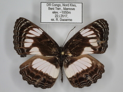 Neptis stellata
