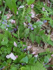 Ajuga decumbens