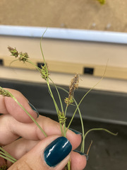 Carex serratodens