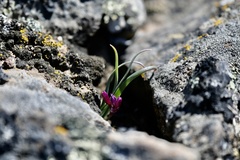 Allium scilloides