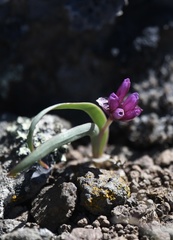 Allium scilloides