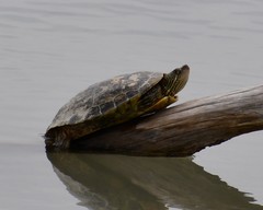 Trachemys gaigeae