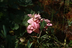 Andromeda polifolia glaucophylla