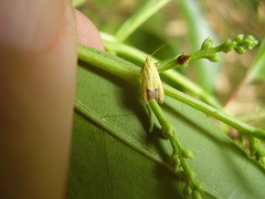 Gymnobathra flavidella