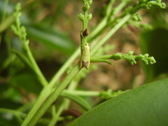 Gymnobathra flavidella