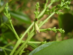Gymnobathra flavidella