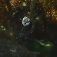 Calliostoma canaliculatum