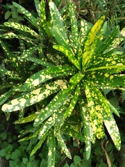 Codiaeum variegatum