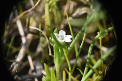 Plagiobothrys scouleri cusickii