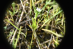 Plagiobothrys scouleri cusickii