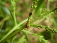Gymnobathra flavidella